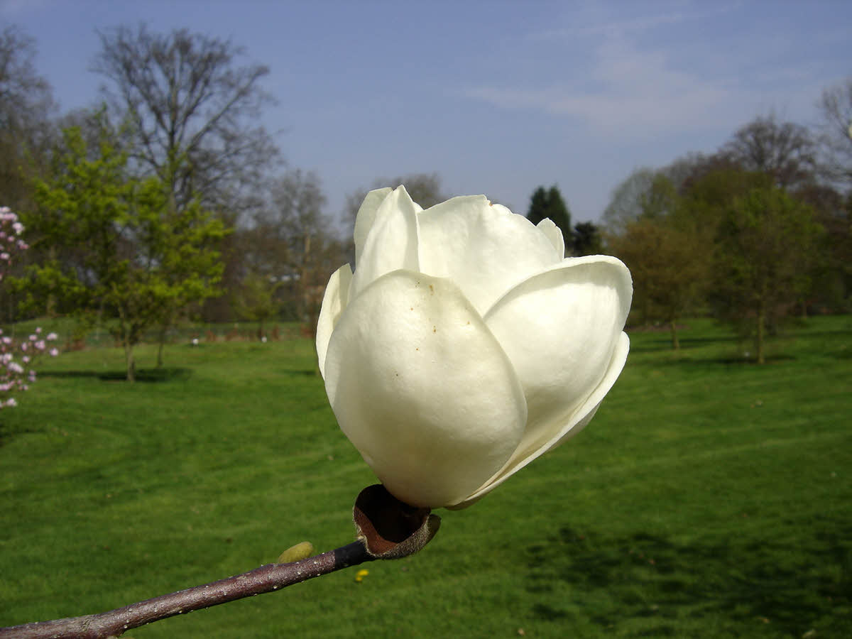 magnolia denudata